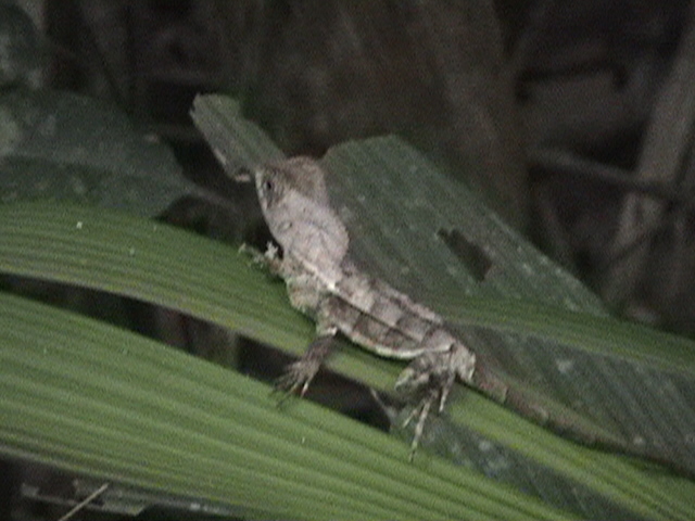 Costa Rica 056.jpg